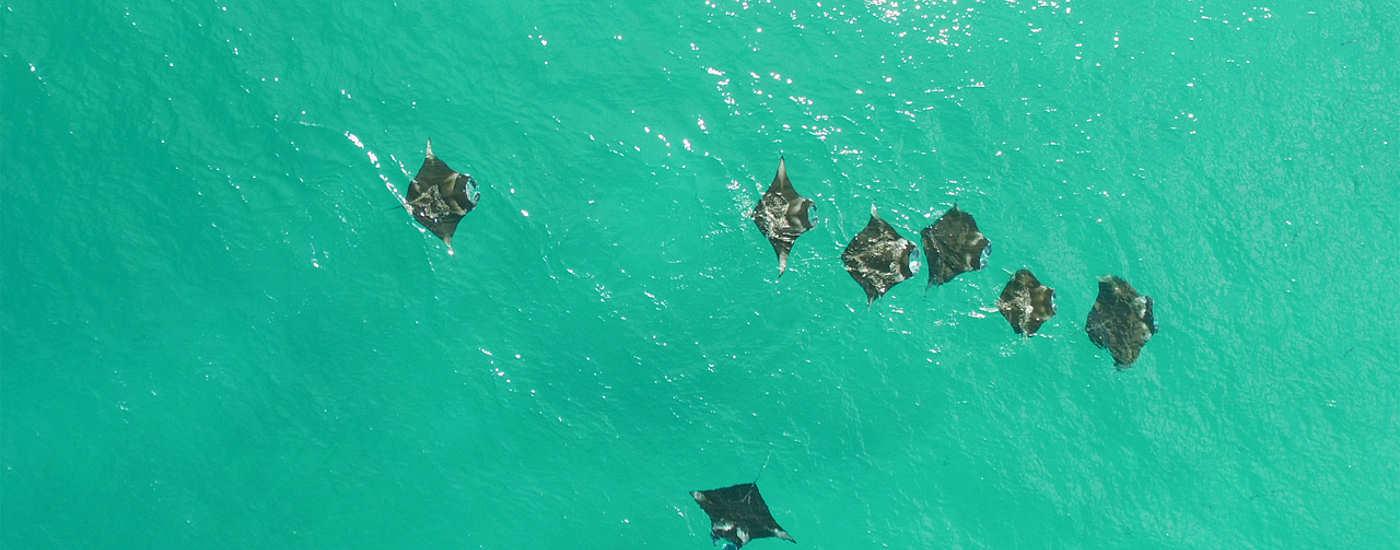 Tauchen mit Mantas – Malediven-Tauchsafari 