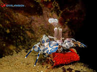 Critter-Tauchen in der Bucht von Ambon 