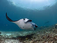 Manta Alley (Süd-Komodo) · Tauchen Indonesien 
