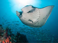 Manta an Rock Boo Fiabacet · Tauchen Raja Ampat 