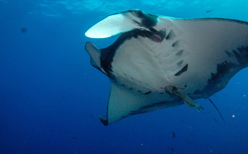 Tauchen mit Manta an San Benedicto 