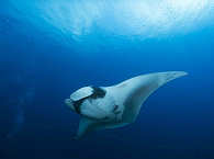 Tauchen an Manta Sandy, Raja Ampat (Mobula birostris) 