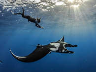 Tauchen mit Mantas im Socorro Archipel 
