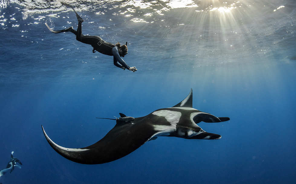 Tauchen mit Mantas im Socorro Archipel 