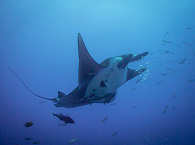 Tauchen mit Mantas an Cocos 