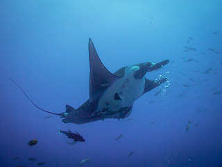 Tauchen mit Mantas an Cocos 