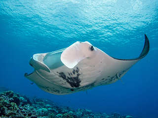 Manta bei Tauchen in Fakarava am Nordpass 