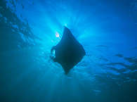 Manta-Tauchen Indonesien 