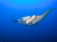 Tauchen mit Mantas · Marquesas · Polynesien 