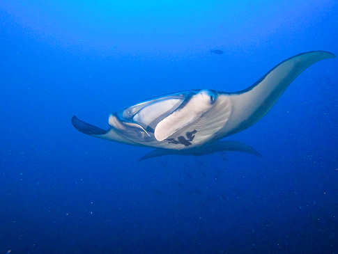 Tauchen mit Mantas · Marquesas · Polynesien 
