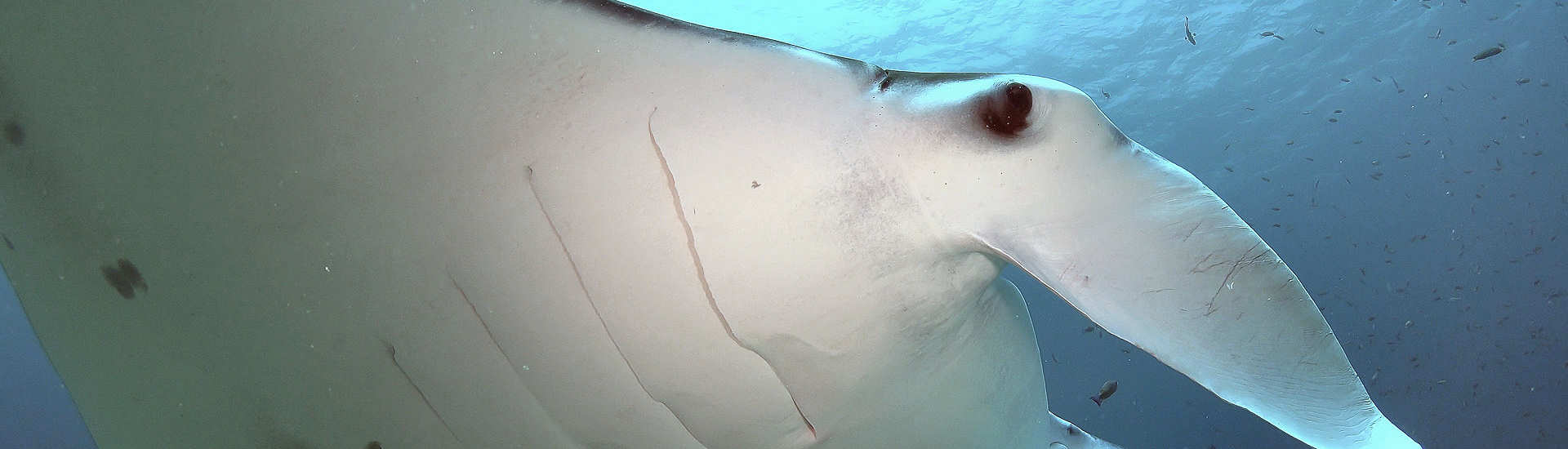 Tauchen mit Mantas – Tauchsafari Malediven 