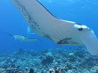 Mantas beim Tauchen im Tikehau-Atoll Französisch-Polynesien 