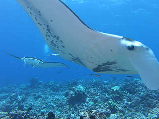 Mantas beim Tauchen im Tikehau-Atoll Französisch-Polynesien 