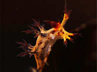 Dendronotus regius Romblon 