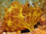 Antennarius pictus Romblon 
