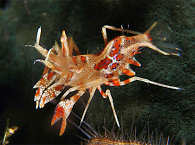 Phyllognathia ceratophthalma (Tiger Shrimp) 