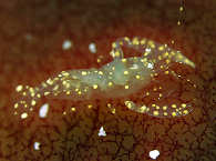 Ascidia shrimp Romblon 