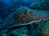 Tauchen Cocos Island · Marmorrochen 
