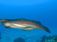 Tauchen mit Marmorrochen · Tauchsafaris Cocos (Costa Rica) 