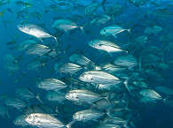 Tauchen Mayhem Raja Ampat ·  Yanggelo Islands, Dampier Strait 