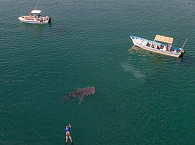 Schnorcheln mit Walhaien · Tauchreisen Mexiko 