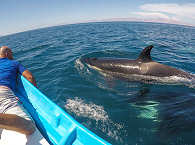 Bootstouren und Tauchen mit Haien und Walen in Mexiko 