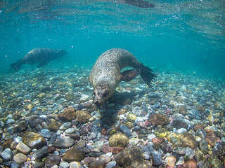 Tauchen Mexiko · Seelöwen im Golf von Kalifornien 