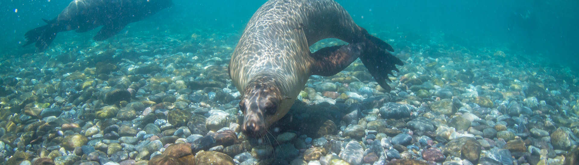 Tauchen Mexiko – Seelöwen im Golf von Kalifornien 