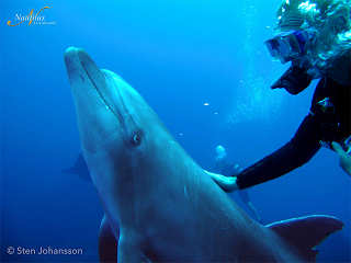 Tauchen mit Delfinen 