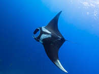 Manta-Tauchen an Socorro 