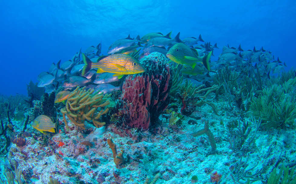 Karibische Korallenriffe 