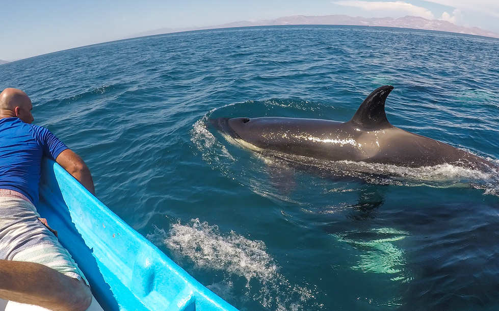 Tauchne mit Haien und Walen in Mexiko 