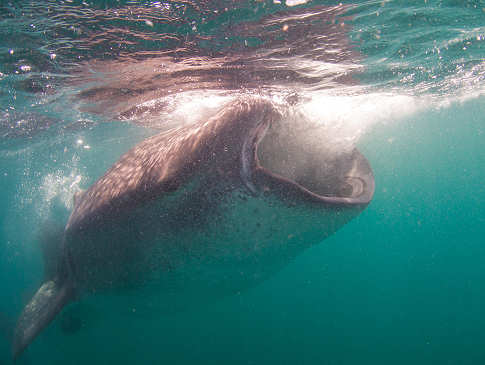 Walhai in der Sea of Cortez 
