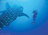 Tauchen mit Walhaien · Tauchsafaris Mexiko 