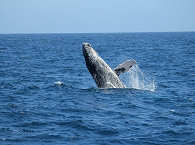 Whalewatching Baja California · Tauchsafaris Mexiko 