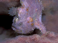 Frogfish beim Tauchen in der Milne Bay 