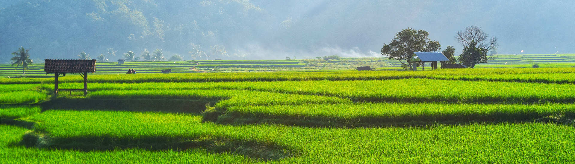 Reisterfelder der Minahasa Highlands 