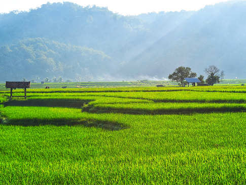 Reisterfelder der Minahasa Highlands 