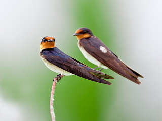 Vogelbeobachtungen Minahasa Highlands 