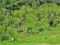 Reisterrassen im Minahasa Hochland auf Sulawesi 