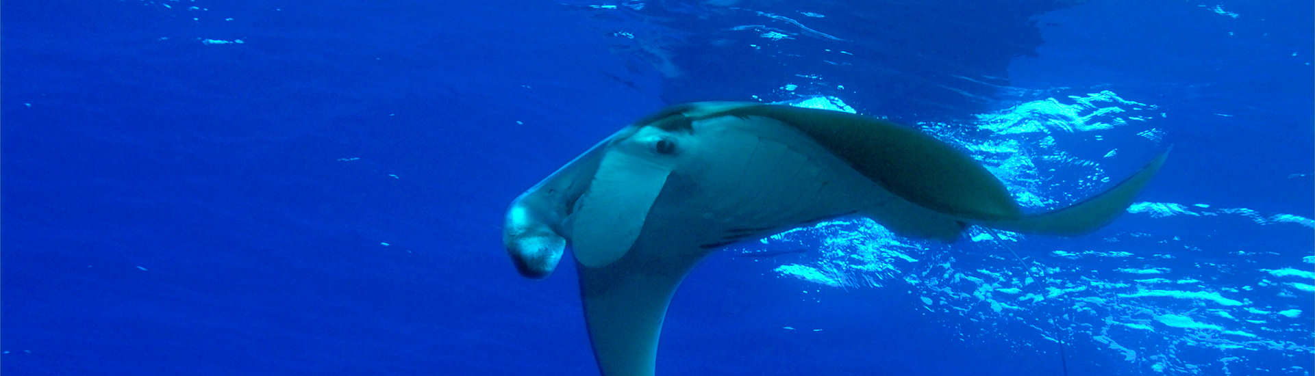 Manta vor Apo Island 