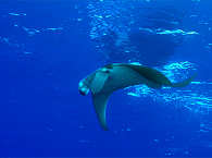 Manta vor Apo Island 
