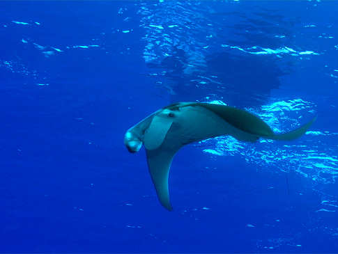 Manta vor Apo Island 