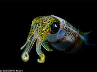Oktopus vor Moalboal – Philippinen 