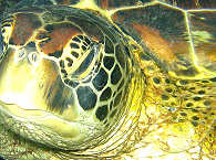 Schildkröte – White Beach Divers, Malapascua 