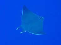 Mobula – Mosambik 