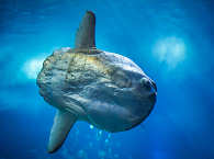 Ocean sunfish (Mola mola) 