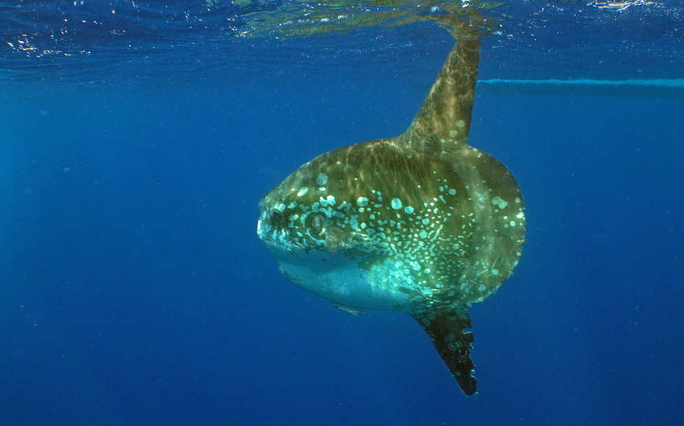 Mola Mola (Mondfisch) · Tauchen an Pulau Pantar 