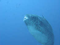 Mola Mola (Mondfisch) · Tauchen in Pantar und Alor 