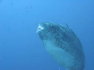 Mola Mola (Mondfisch) · Tauchen in Pantar und Alor 